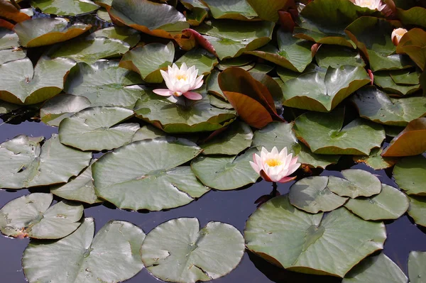 睡蓮の花蓮の植物 — ストック写真