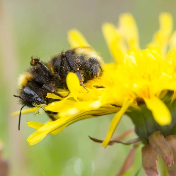 Karahindiba Üzerine Yabanarısı Taraxum Officinale Üzerine Humblebee — Stok fotoğraf