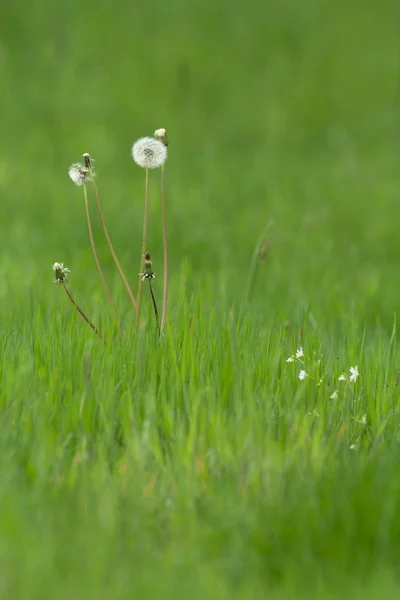 美丽的绿色草甸 — 图库照片