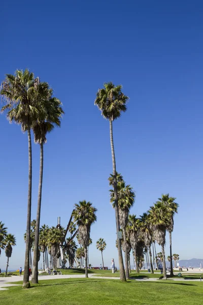 Venetië Strand Palmbomen — Stockfoto