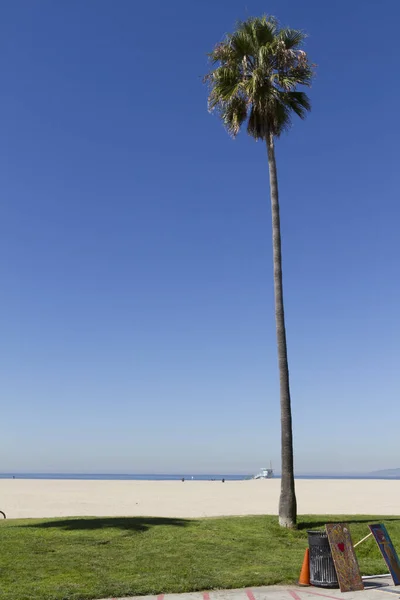 Venedig Strandpalmer Träd — Stockfoto