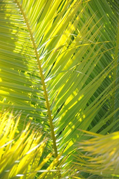 Liście Palmowe Hiszpanii Przestrzeń Kopiująca — Zdjęcie stockowe