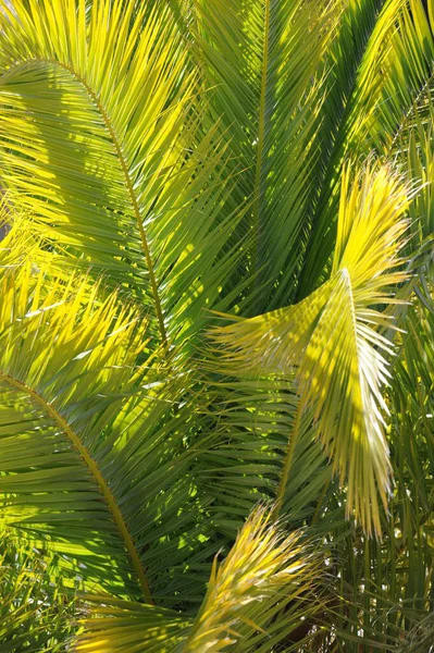 Palmblad Spanien Kopiera Utrymme — Stockfoto