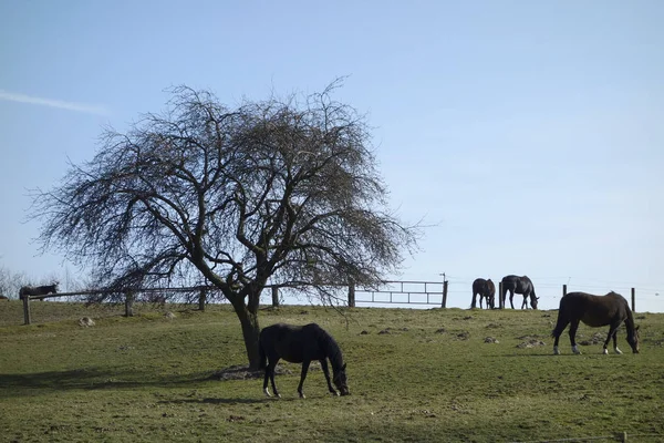 Caballos Aire Libre Durante Día —  Fotos de Stock