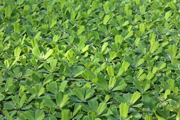 Alface Pistia Stratiotes — Fotografia de Stock