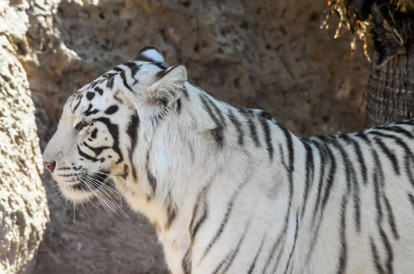 Tigre Adulto Listrado Preto Branco Raro — Fotografia de Stock