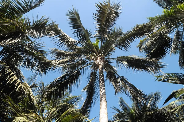 Palm Trees Tenerife Canary Islands Spain — Stock Photo, Image