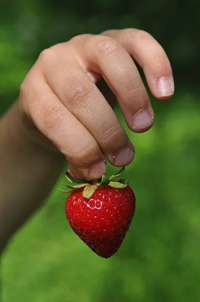 Aardbeien Hand Van Het Kind — Stockfoto