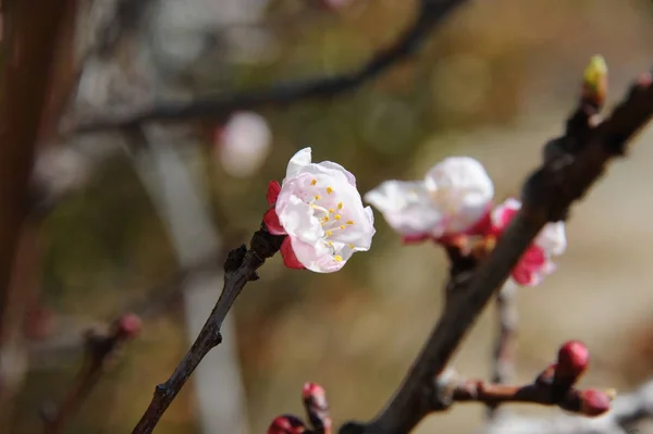 Aprikos Blommor Våren Träd Grenar — Stockfoto