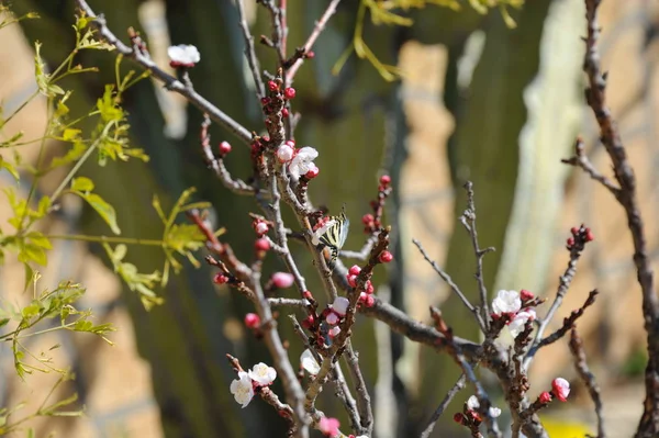 Aprikosenblüten Auf Ästen Von Frühlingsbäumen — Stockfoto
