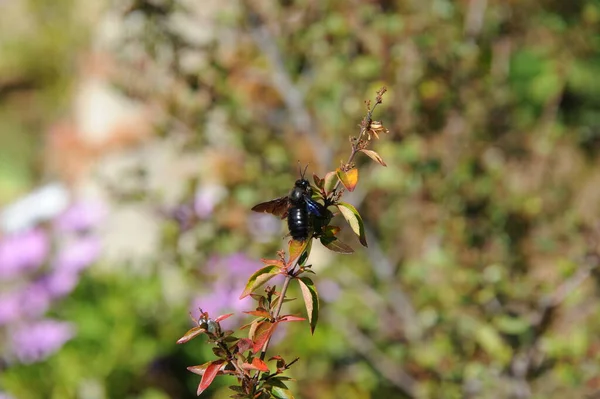 Närbild Våren Blommor Utomhus — Stockfoto