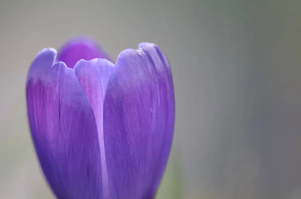 Весенние Крокус Цветы Фиолетовая Флора — стоковое фото