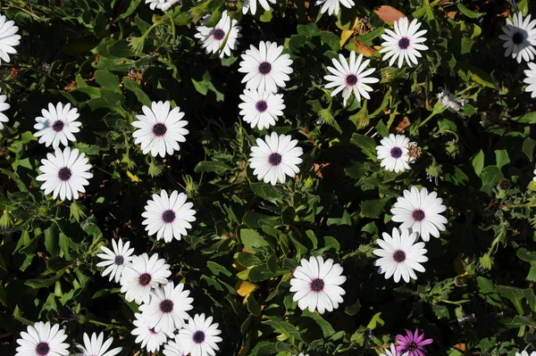 Margarita Blommor Vilda Arkiverade Flora — Stockfoto