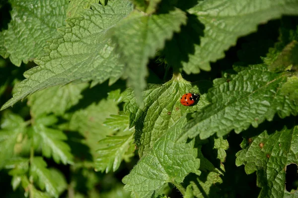 Seven Spot Ladybug Hidden Patch Stinging Nettles — Stock Photo, Image