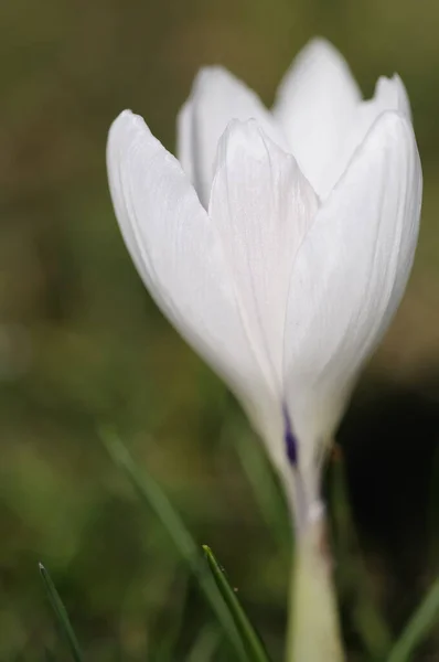 Krokusy Wiosenne Flora Płatki — Zdjęcie stockowe