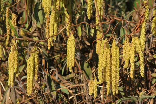 Male Catkins Hazel Corylus Avellana — Stock Photo, Image