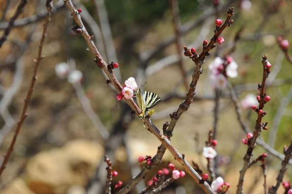 Apricot Blossom Flowers Spring Tree Branches — Stock Photo, Image