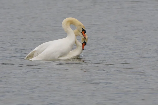 Vista Panorámica Los Cisnes Majestuosos Naturaleza — Foto de Stock