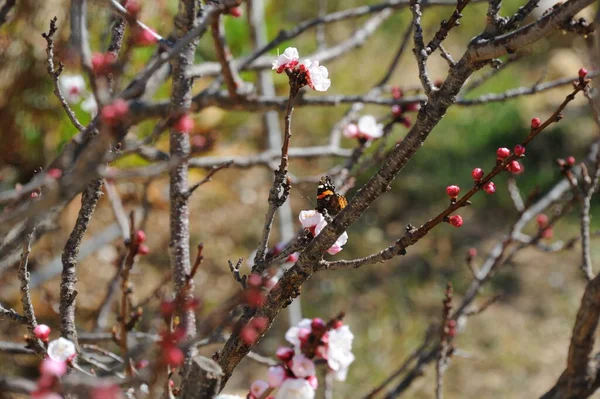 Aprikosenblüten Auf Ästen Von Frühlingsbäumen — Stockfoto