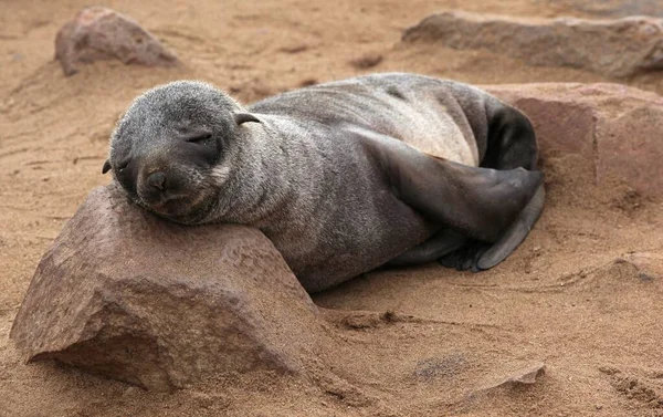 Fur Seal Arctocephalus Pusillus Cape Cross Skeleton Coast Namibia — Stock Photo, Image