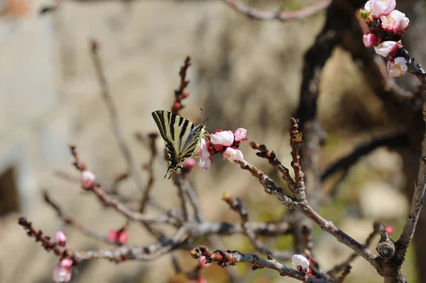 Apricot Blossom Flowers Spring Tree Branches — Stock Photo, Image