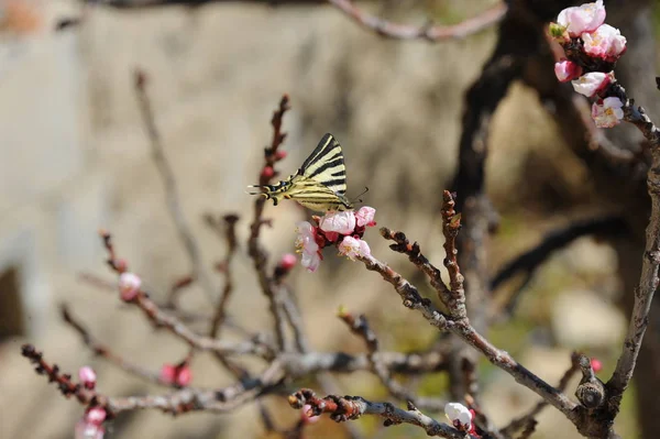 Apricot Blossom Flowers Spring Tree Branches — Stock Photo, Image