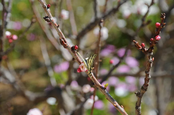 春の木の枝にアプリコットの花 — ストック写真