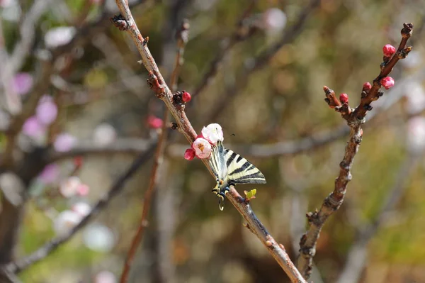 Flores Damasco Ramos Árvore Primavera — Fotografia de Stock