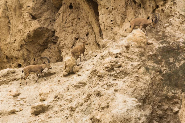 Ibex Στην Έρημο Negev — Φωτογραφία Αρχείου