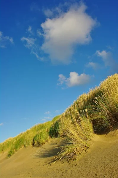 Дюни Пляжі Уддорпі Півдні Країни — стокове фото