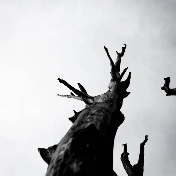 Albero Bruciato Contro Cielo Bianco Nero — Foto Stock