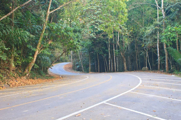 Route Dans Une Forêt Verte Parc National — Photo