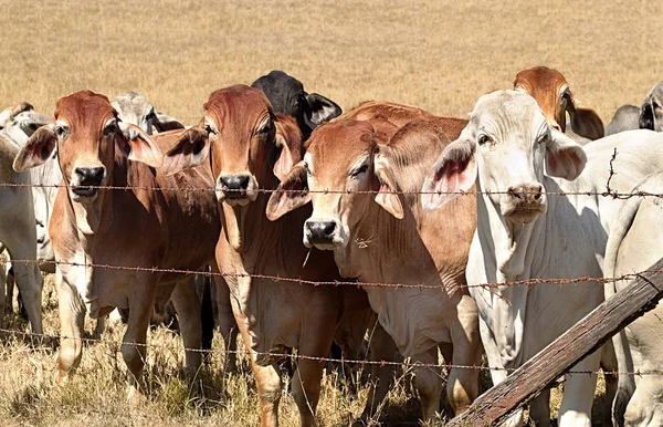 Line Cows Lined Old Barb Wire Fence Beef Cattle Ranch — Stock Photo, Image