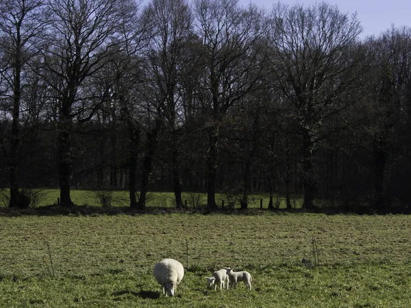 Sheep Meadow — Stock Photo, Image