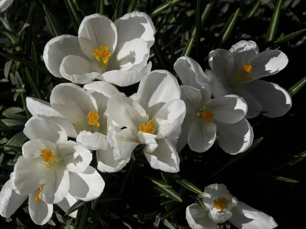 Fleurs Crocus Pétales Fleurs Printemps — Photo