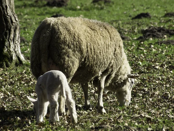 Aussichtsreicher Blick Auf Die Landwirtschaft Auf Dem Land — Stockfoto