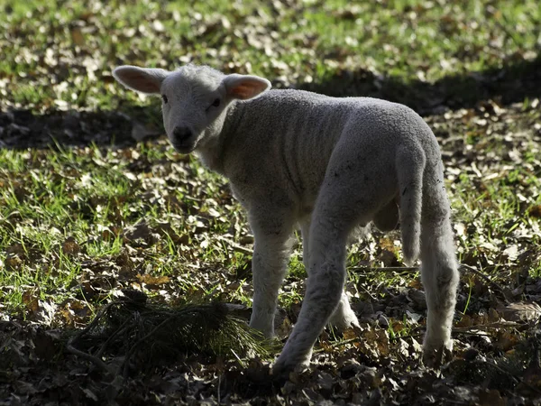 Animaux Domestiques Dans Les Pâturages Agricoles — Photo