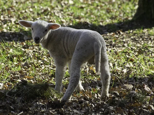 Domestic Sheep Pasture — Stock Photo, Image