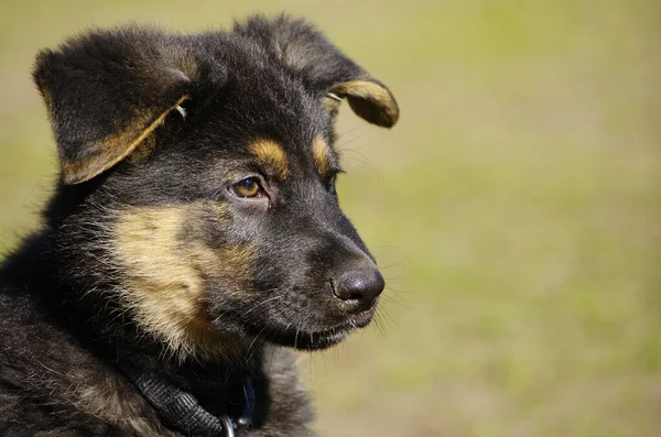 Jungtiere Selektiver Fokus — Stockfoto