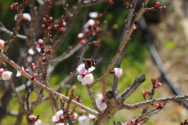 Ein Schmetterling Auf Einer Blume Aprikose Spanien — Stockfoto