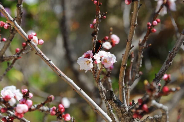 Uma Borboleta Damasco Flor Espanha — Fotografia de Stock