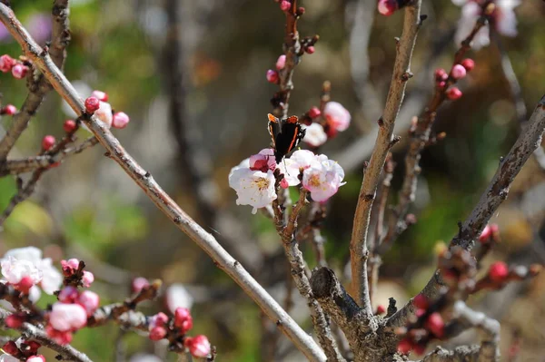 Ein Schmetterling Auf Einer Blume Aprikose Spanien — Stockfoto