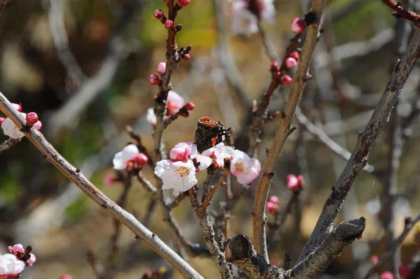 Kayısı Çiçeğinin Üzerindeki Kelebek Spanya — Stok fotoğraf