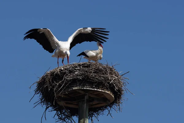 Aussichtsreiche Aussicht Auf Weißstorch Wilder Natur — Stockfoto