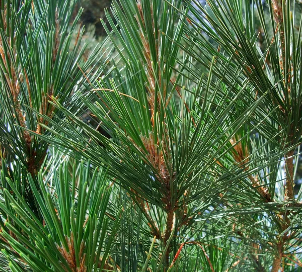 Full Frame Abstract Pine Needle Closeup — Stock Photo, Image