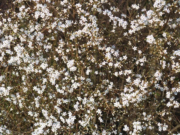 Full Frame Background Lots White Blackthorn Flowers Early Springtime — Stock Photo, Image