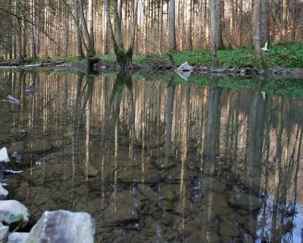 Cenário Idílico Baixo Ângulo Pequeno Rio Floresta Sul Alemanha Início — Fotografia de Stock