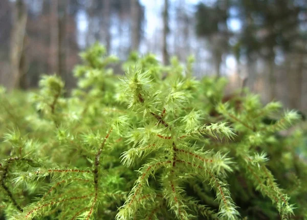 Detalj Mossa Igenvuxen Trädstam Skogen Tillbaka — Stockfoto