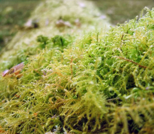 Detail Moss Overgrown Tree Trunk — Stock Photo, Image