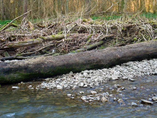 Φυσικό Τοπίο Πολλά Driftwood Ένα Μικρό Ποτάμι Και Δάσος Στη — Φωτογραφία Αρχείου